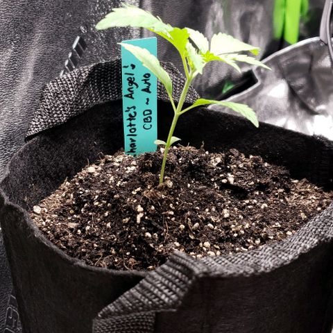 Angelito growlog timeline photo