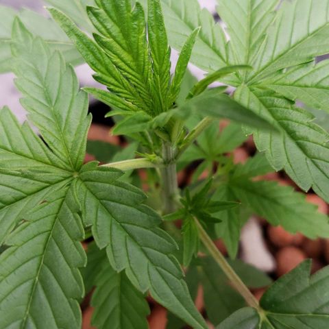 Guineo growlog timeline photo