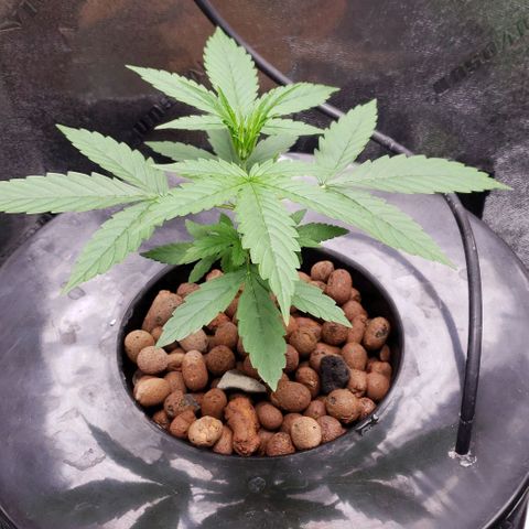 Guineo growlog timeline photo
