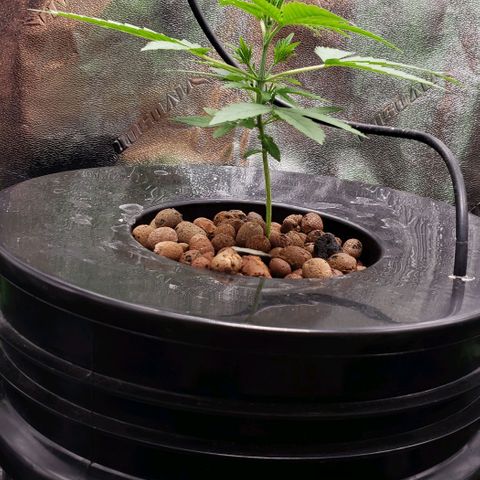 Guineo growlog timeline photo