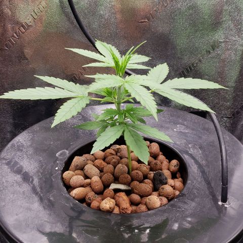 Guineo growlog timeline photo