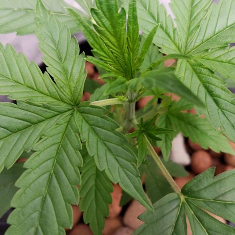 Guineo growlog timeline photo