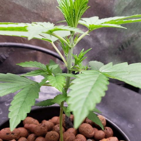 Guineo growlog timeline photo