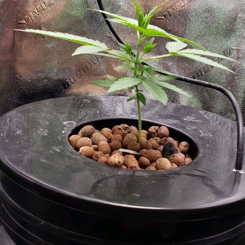 Guineo growlog timeline photo