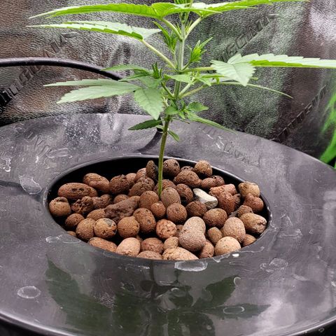 Guineo growlog timeline photo