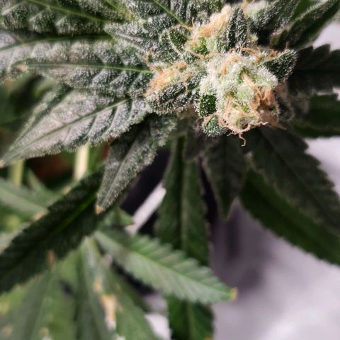 Cookie growlog timeline photo