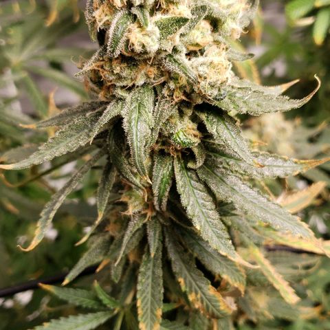 Cookie growlog timeline photo