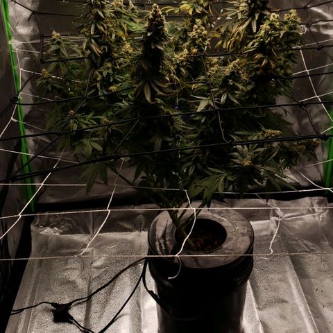 Cookie growlog timeline photo