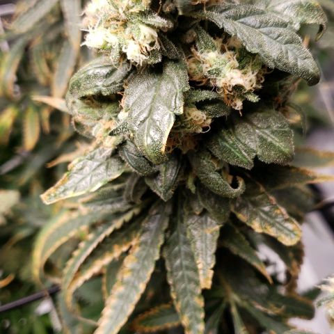Cookie growlog timeline photo