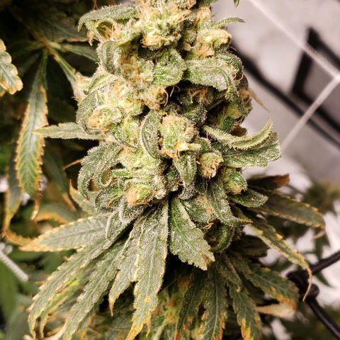 Cookie growlog timeline photo
