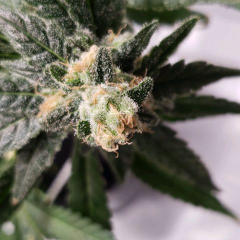 Cookie growlog timeline photo