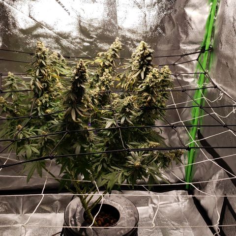 Cookie growlog timeline photo