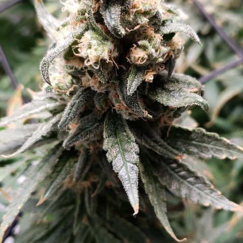 Cookie growlog timeline photo