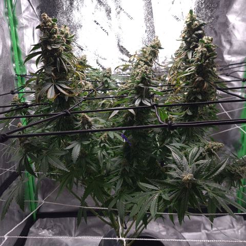 Cookie growlog timeline photo