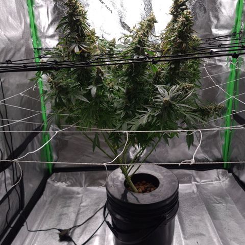Cookie growlog timeline photo