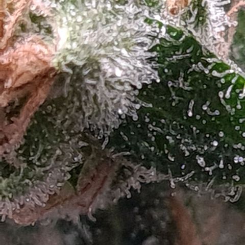 Cookie growlog timeline photo