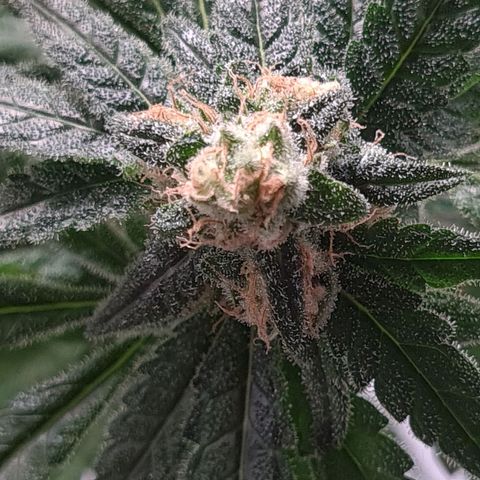 Cookie growlog timeline photo