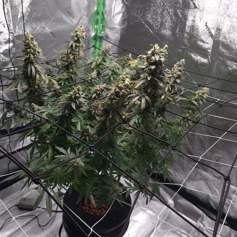 Cookie growlog timeline photo