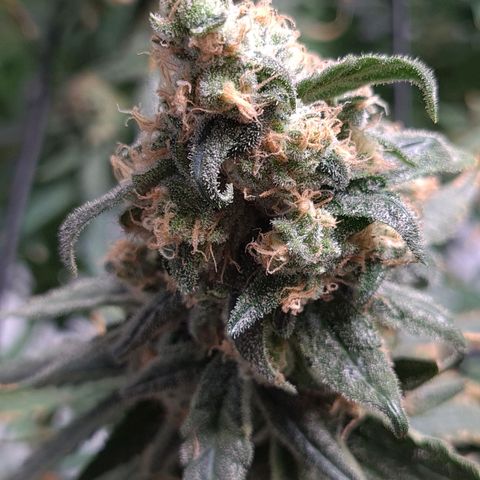 Cookie growlog timeline photo