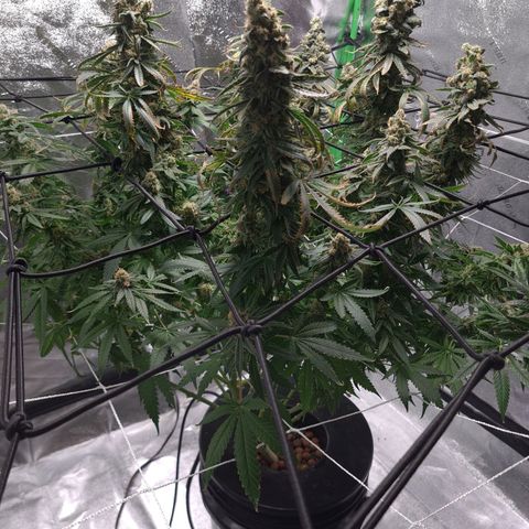 Cookie growlog timeline photo