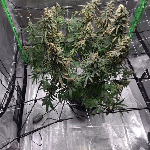 Cookie growlog timeline photo