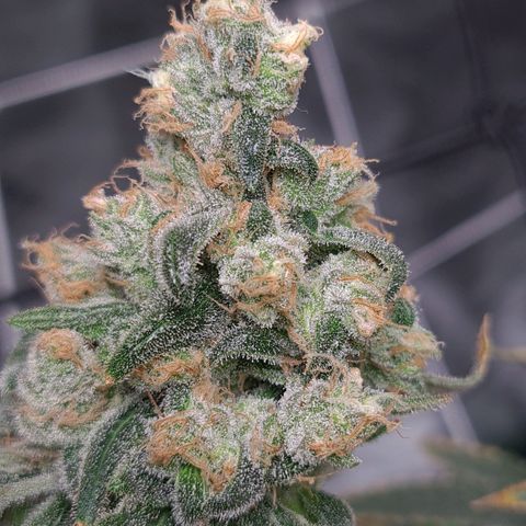 Cookie growlog timeline photo
