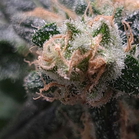 Cookie growlog timeline photo