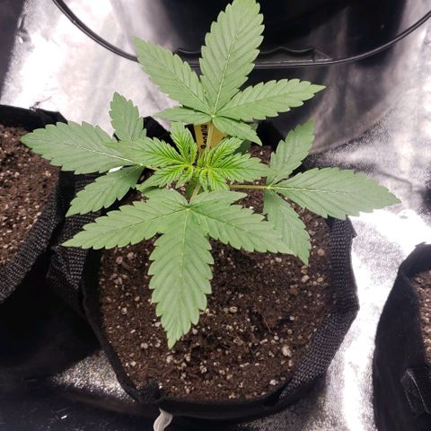 Patacon growlog timeline photo