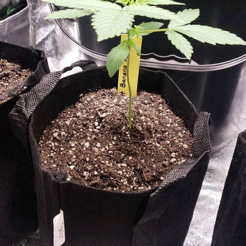 Patacon growlog timeline photo