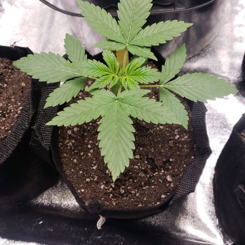 Patacon growlog timeline photo