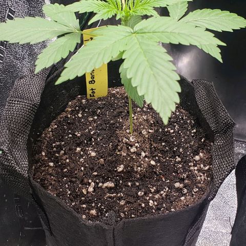 Patacon growlog timeline photo