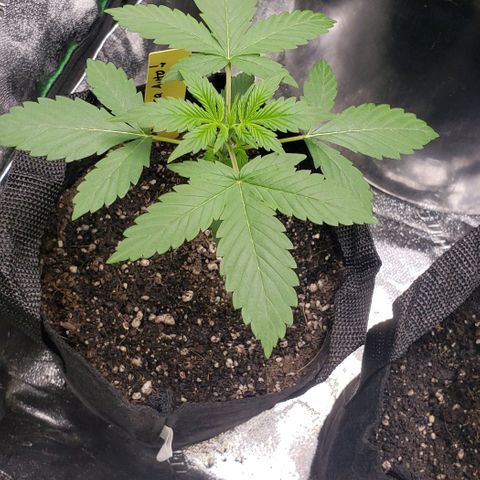Patacon growlog timeline photo