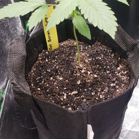 Patacon growlog timeline photo
