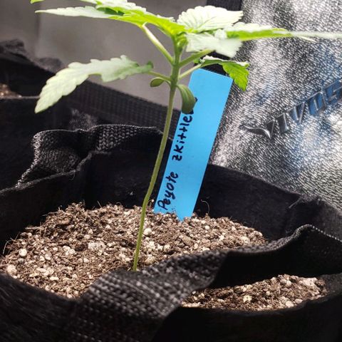 Peyote growlog timeline photo