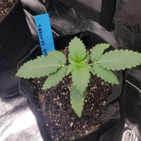 Peyote growlog timeline photo