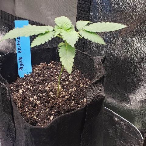 Peyote growlog timeline photo