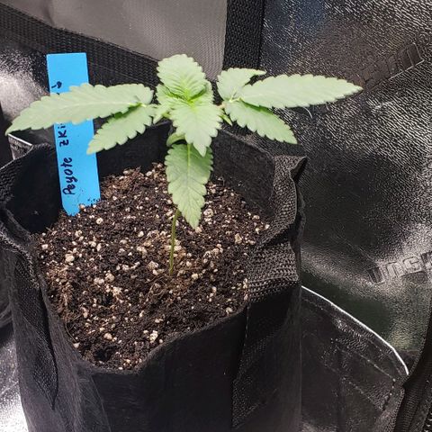 Peyote growlog timeline photo