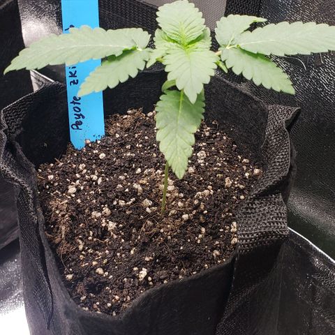 Peyote growlog timeline photo