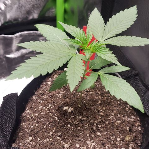 Samarian Sunset growlog timeline photo