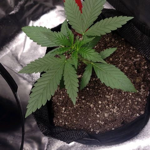 Samarian Sunset growlog timeline photo