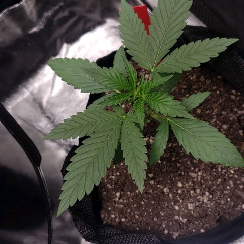 Samarian Sunset growlog timeline photo