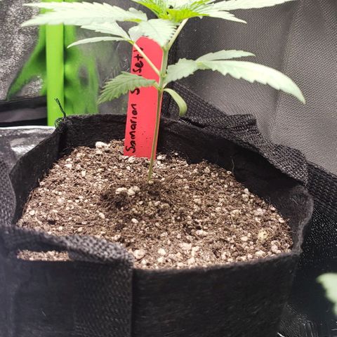 Samarian Sunset growlog timeline photo