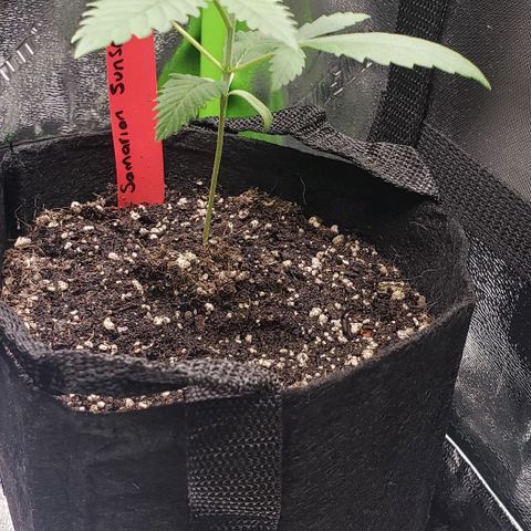 Samarian Sunset growlog timeline photo