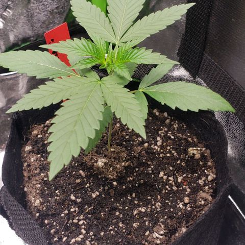 Samarian Sunset growlog timeline photo