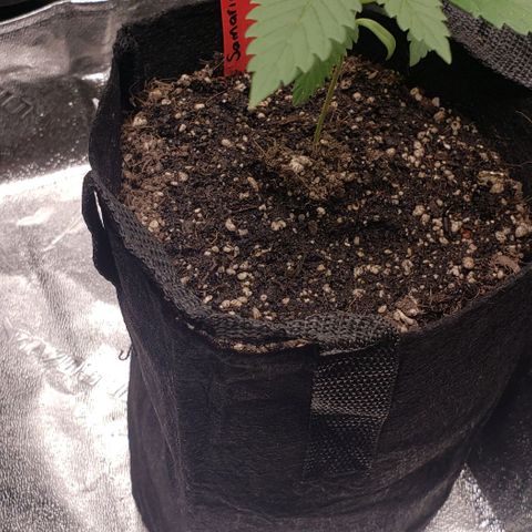 Samarian Sunset growlog timeline photo