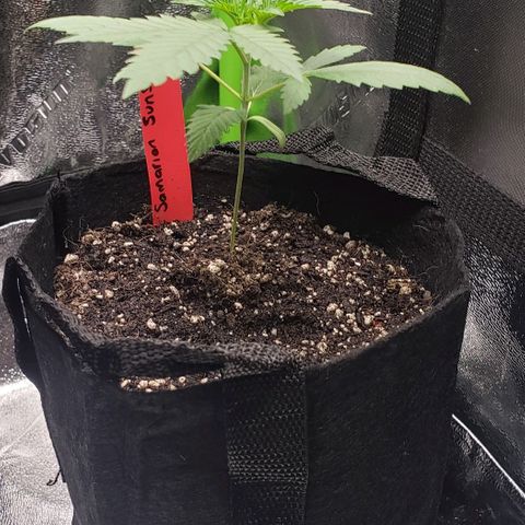 Samarian Sunset growlog timeline photo