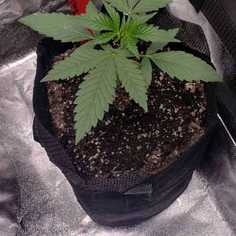 Samarian Sunset growlog timeline photo