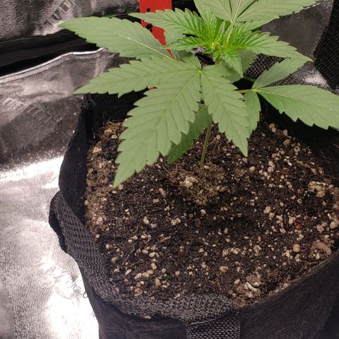 Samarian Sunset growlog timeline photo