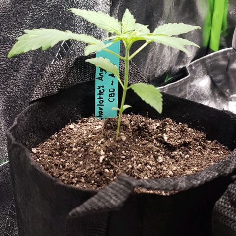 Angelito growlog timeline photo