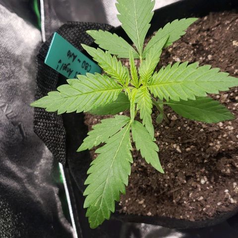 Angelito growlog timeline photo